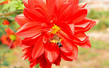 Red flower, nature, flowers, petals, red HD wallpaper