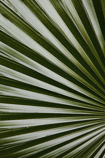 Macro, Palm, Sheet, Leaf, Glossy HD phone wallpaper