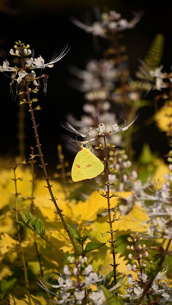 Yellow Butterfly, Adorable, Aesthetic HD phone wallpaper