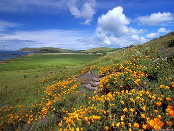 Springtime In California, california, flowers, spring, coast HD wallpaper
