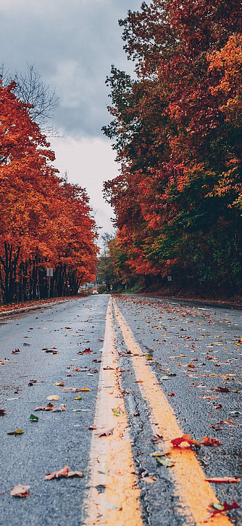Road, Autumn HD phone wallpaper