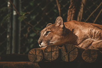 Lion Resting, lion, animals HD wallpaper
