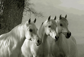 White Horses, cool, horses, white HD wallpaper