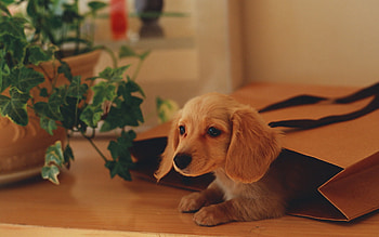 Dachshund, Puppies HD wallpaper