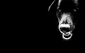 Animals, Dogs, Background HD wallpaper