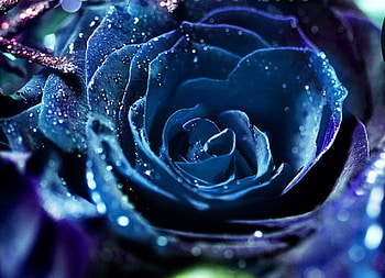 Blue rose, blue, delecate, plants, graphy, soft, beautiful, rose, pretty, petals, flower, blossoms, bud, nature, blooms, lovely HD wallpaper