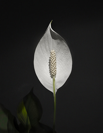 Flowers, Flower, Plant, Anthurium HD phone wallpaper