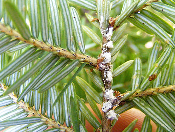 Tree damage, Hemlock woolly adelgid, Tree topics, Conservation efforts HD wallpaper