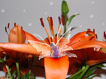 Fairy and flower, abstract, flower HD wallpaper
