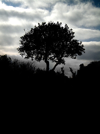 Nature, Grass, Night, Clouds, Silhouette, Wood, Tree HD phone wallpaper