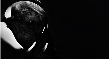Orca, Animal HD wallpaper