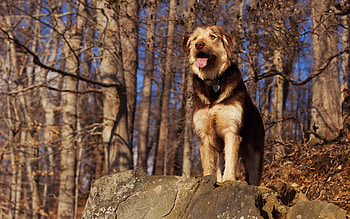 Animals, Rock, Forest, Dog, Stone, Sight, Opinion HD wallpaper