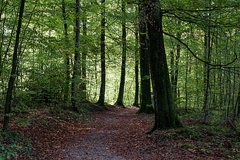 Nature, Trees, Autumn, Forest, Path, Foliage HD wallpaper