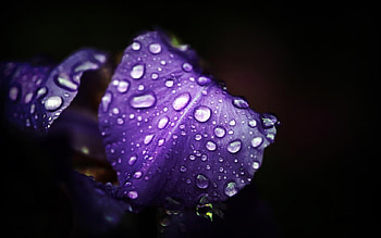 violet flowers, black, violet, nature, flowers, water, close up HD wallpaper