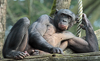 Bonobo, Bonobo adventures at Apenheul, Cute animal encounters, Bonobo moments to cherish HD wallpaper