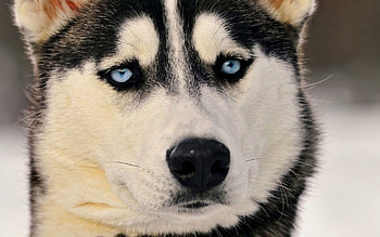Siberian Husky eyes, resolution, Mesmerizing charisma, Eye-catching beauty HD wallpaper