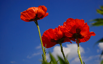 Plants, Flowers, Poppies HD wallpaper