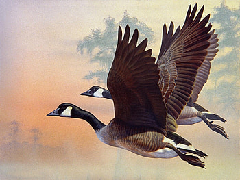 Fly so high, fly, birds, painting, geese HD wallpaper