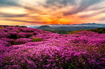 Pink wildflowers at sunset, pink, sundown, beautiful, meadow, sky, sunset, mountain, wildflowers, view, clouds HD wallpaper