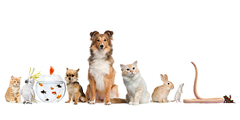 Pets, Dog, Animal, Bird, Cat, Cockatoo, Fish, Mouse, Rabbit, Shetland Sheepdog, Snake HD wallpaper