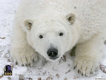 Polar bear, bear, snow, polar, denverp, zoo HD wallpaper