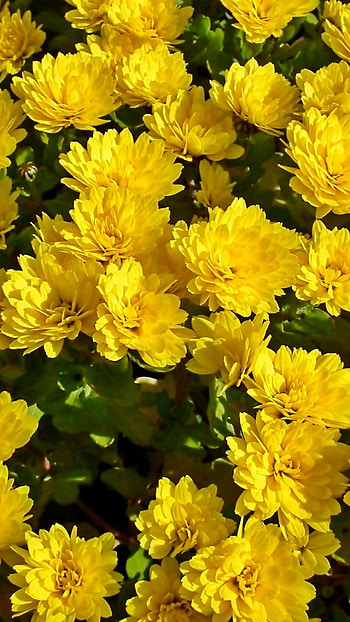 Chrysanthemum, Yellow flowers, Beautiful bloom, Radiant HD phone wallpaper