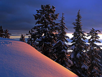 Winter sunset, winter, snow, forest, sunset, tree HD wallpaper