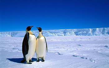 Animals, Birds, Pinguins HD wallpaper