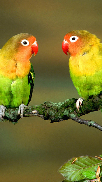 Love Birds, Tree Branches, two parrots HD phone wallpaper