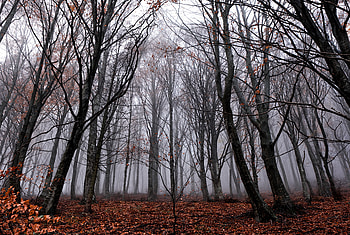 Nature, Trees, Autumn, Forest, Fog, Foliage, Fallen HD wallpaper
