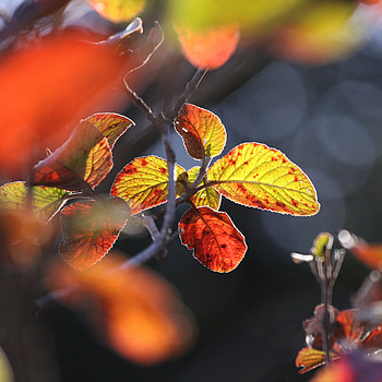 Autumn, Leaves, Macro, Close-Up HD wallpaper