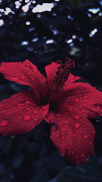 Mashaallah flower, elegance, Aesthetic beauty, Flower HD phone wallpaper