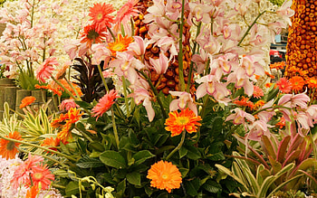 Plants, Flowers, Bright, Polyana, Glade HD wallpaper