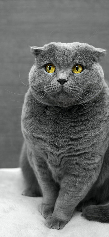Scottish Fold, Best cat, 12 HD phone wallpaper