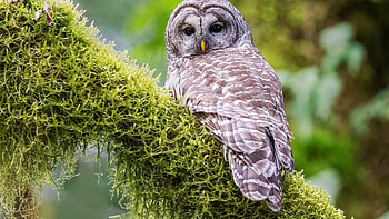 A barred owl, branch, forest, resting, raptor, nature HD wallpaper