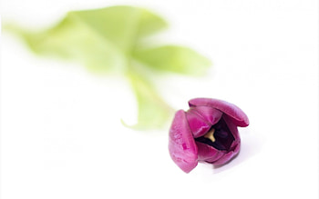 Tulip, purple, one, flower, beautiful HD wallpaper