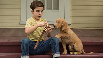 A Dog's Purpose, 2017 movie, Emotional journey, Heartwarming story HD wallpaper