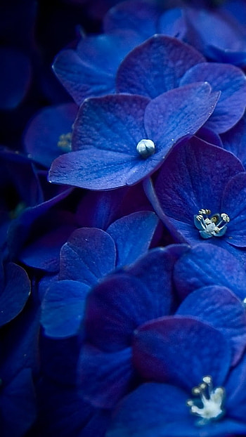 Blue Flowers, Royal Blue HD phone wallpaper