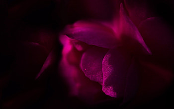 Flower, Dark, Petals HD wallpaper
