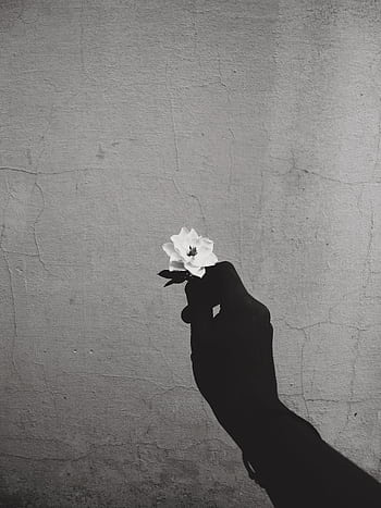 A silhouetted hand holds a white flower, creating a striking contrast against a textured wall in monochrome. HD phone wallpaper