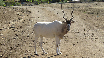 Addax species, Desert inhabitant, Elegant antelope, Prized safari sighting HD wallpaper