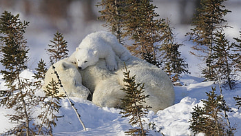 Animals, Grass, Snow, Family, Care, White Bears, Polar Bears HD wallpaper