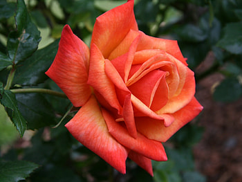 Orange Rose, rose, petals, nature, flowers, orange HD wallpaper