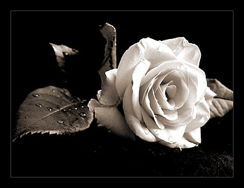 lovely rose, white, plants, soft, beauty, rose, delicate, blossoms, bud, nature, flowers, blooms, lovely HD wallpaper