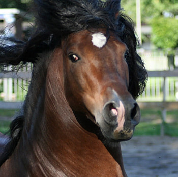 His Majesty, spanish, andalusian, bay, horses HD wallpaper