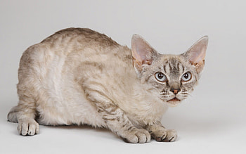 Cat, animal, kitten, feline, pet HD wallpaper