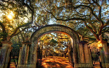 Gateway to the Forest, shadow, gate, trees, sky, road, nature, sun, forest HD wallpaper