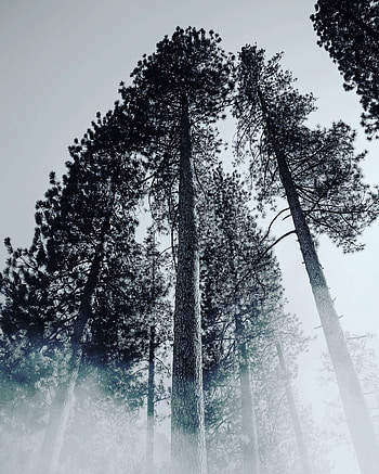 Nature, Trees, Fog, Branches, Bw, Chb HD phone wallpaper