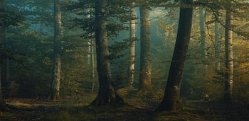 October Colors, landscape, tres, mystical, dawning HD wallpaper