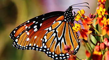 Monarch Butterfly F, animal, Arizona, graphy, Monarch, floral, USA, wide screen, wildlife, butterfly, flower HD wallpaper